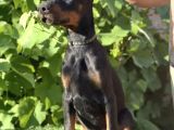 Estetikli King Europan Doberman