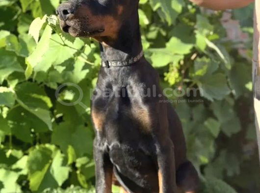 Estetikli King Europan Doberman görsel