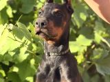 Estetikli king europan doberman