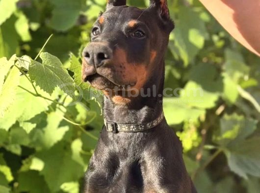 Estetikli King Europan Doberman