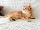 Golden British Bebekelr