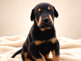 Harika Anatomi Üst Kalite Doberman Yavrular