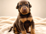 Harika Anatomi Üst Kalite Doberman Yavrular