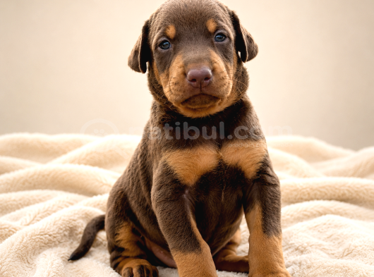 Harika Anatomi Üst Kalite Doberman Yavrular görsel