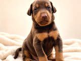Harika Anatomi Üst Kalite Doberman Yavrular