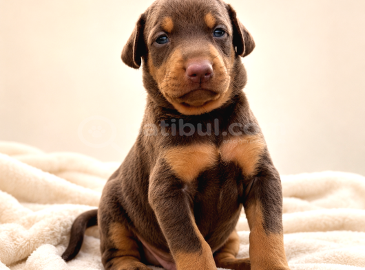 Harika Anatomi Üst Kalite Doberman Yavrular