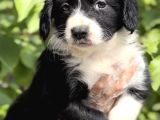 Harika güzellikte zeka Küpü Border Collie Yavrular