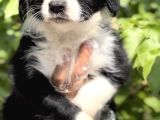 Harika Güzellikte Zeka Küpü Border Collie Yavrular