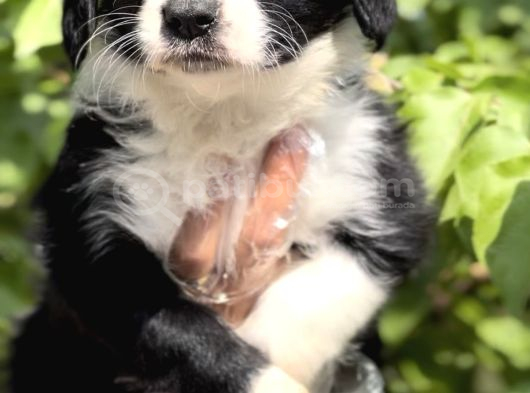 Harika Güzellikte Zeka Küpü Border Collie Yavrular görsel