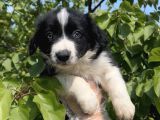 Harika Güzellikte Zeka Küpü Border Collie Yavrular
