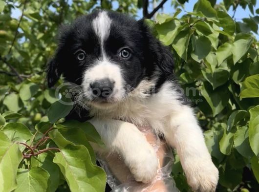 Harika Güzellikte Zeka Küpü Border Collie Yavrular görsel