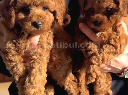 Orijinal Red Brown Toy Poodle  Esenyurt