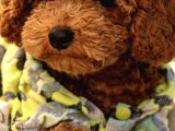 Orijinal Red Brown Toy Poodle  Esenyurt