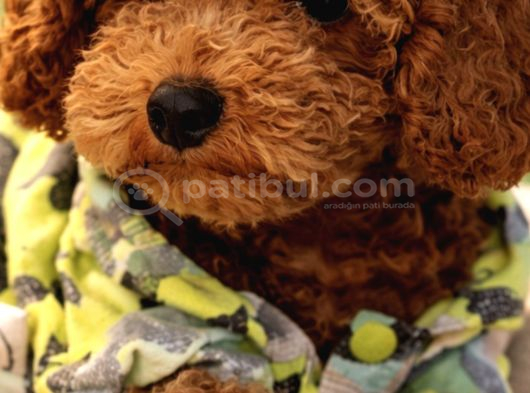 Orijinal Red Brown Toy Poodle  Esenyurt görsel