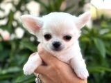 Sahiplenmeye Hazır Uzun Beyaz Tüy Chihuahualar