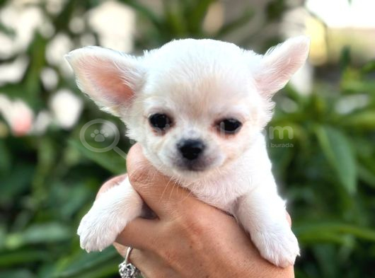 Sahiplenmeye Hazır Uzun Beyaz Tüy Chihuahualar görsel