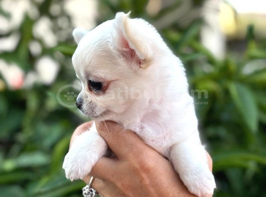 Sahiplenmeye Hazır Uzun Beyaz Tüy Chihuahualar görsel