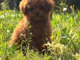 Apple Face Red Poodle