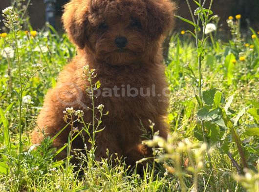 Apple Face Red Poodle görsel