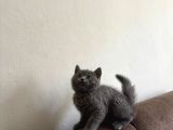 Top Kafa Son British Shorthair Yavrumuz