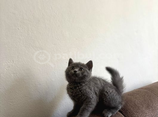 Top Kafa Son British Shorthair Yavrumuz görsel