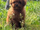 Apple Face Red Poodle
