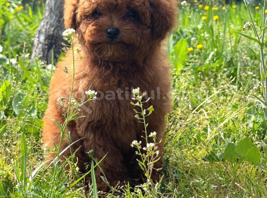 Apple Face Red Poodle görsel
