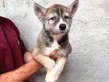 Ruhsatlı Çiftlik Sibirya Kurdu Husky Yavrular