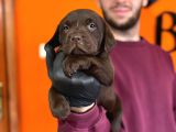Tarım Ve Orman Bakanlığ Onaylı Çiftlikten Labrador Retriver