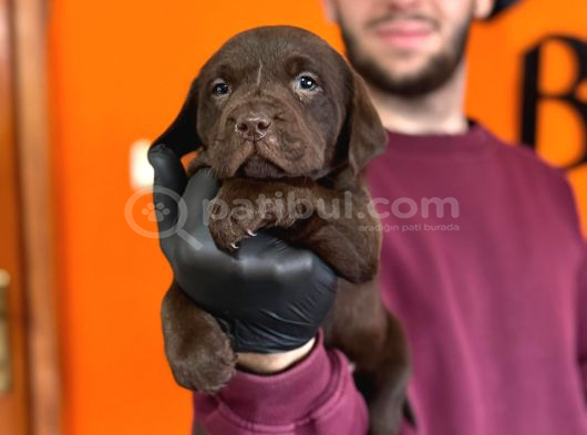 Tarım Ve Orman Bakanlığ Onaylı Çiftlikten Labrador Retriver görsel
