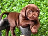 Tarım Ve Orman Bakanlığ Onaylı Çiftlikten Labrador Retriver