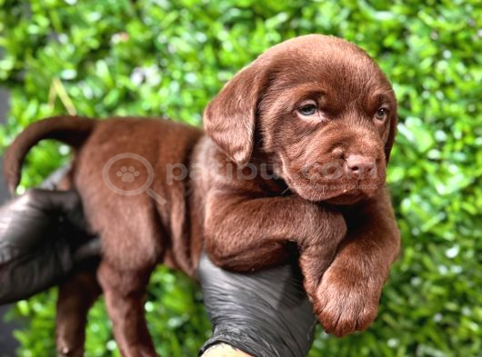 Tarım Ve Orman Bakanlığ Onaylı Çiftlikten Labrador Retriver görsel