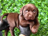 Tarım Ve Orman Bakanlığ Onaylı Çiftlikten Labrador Retriver