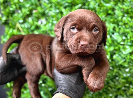 Tarım Ve Orman Bakanlığ Onaylı Çiftlikten Labrador Retriver görsel