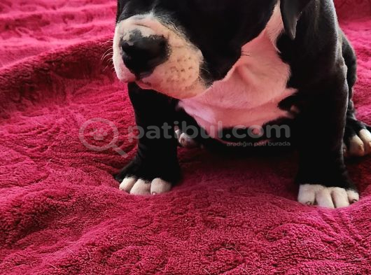 Egzotic Amerikan Bully Yavru Son 1 Adet Dişi görsel