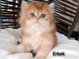 BRITHIS LONGHAIR ZARAFETİ ZÜMRÜT GÖZLÜM