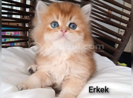 Brithis Longhair Zarafeti̇ Zümrüt Gözlüm