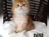 Brithis Longhair Zarafeti̇ Zümrüt Gözlüm