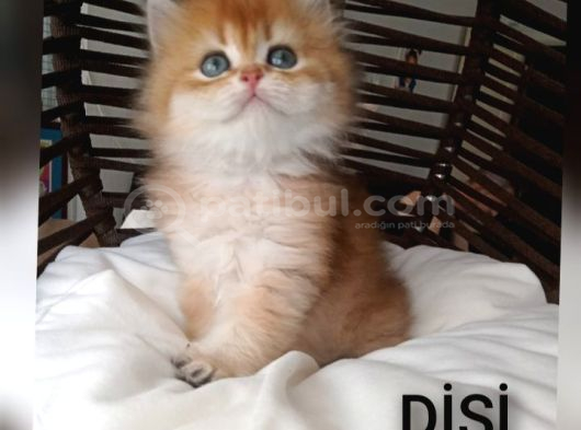 Brithis Longhair Zarafeti̇ Zümrüt Gözlüm görsel