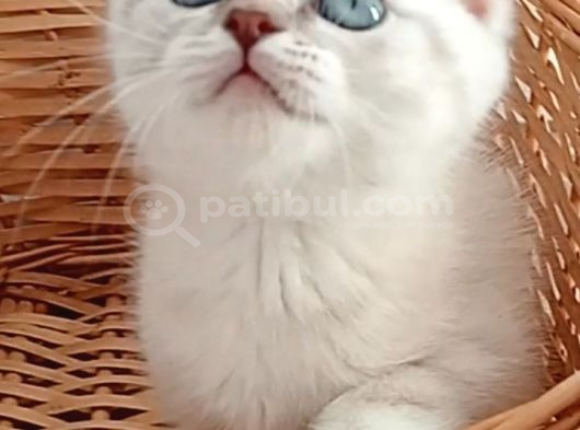 Mavi Gözlü Blue Point Yavrular İzmir görsel