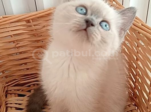 Mavi Gözlü Blue Point Yavrular İzmir