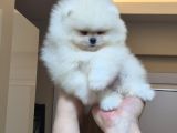 Üst Kalite 1 Dişi 1 Erkek Mini Boy Pomeranian Boo