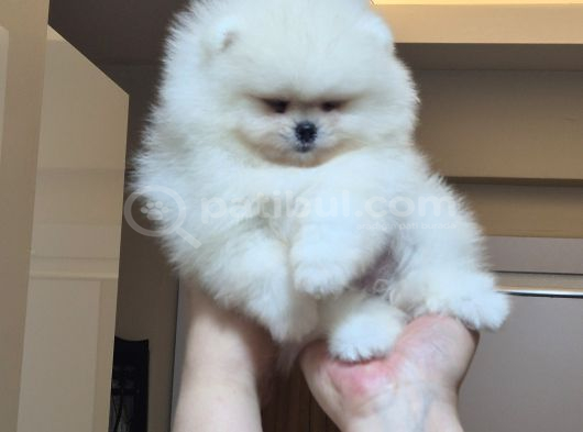 Üst Kalite 1 Dişi 1 Erkek Mini Boy Pomeranian Boo görsel