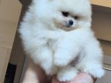 Üst Kalite 1 Dişi 1 Erkek Mini Boy Pomeranian Boo