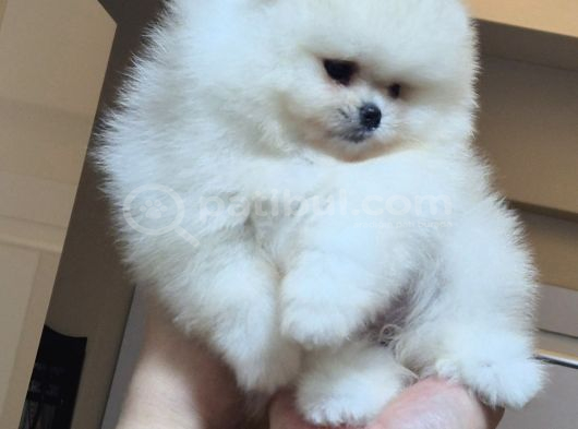 Üst Kalite 1 Dişi 1 Erkek Mini Boy Pomeranian Boo görsel