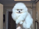 Üst Kalite 1 Dişi 1 Erkek Mini Boy Pomeranian Boo