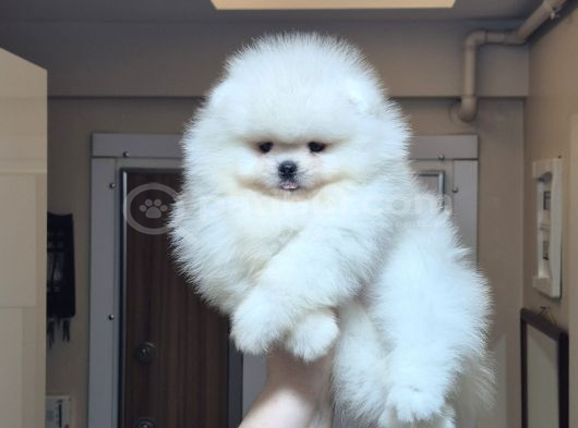 Üst Kalite 1 Dişi 1 Erkek Mini Boy Pomeranian Boo görsel