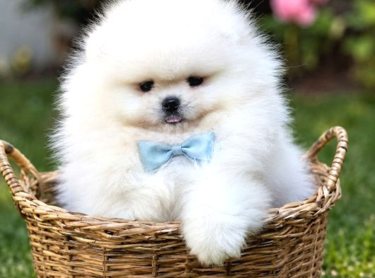 Üst Kalite 1 Dişi 1 Erkek Mini Boy Pomeranian Boo görsel