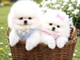 Üst kalite 1 dişi 1 erkek mini boy pomeranian boo
