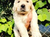 Baby Face Golden Yavruları